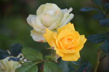 Rosa amarilla y verde en el jardín