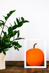 Pumpkin in a frame and zamiokulkas on the table Halloween mood.