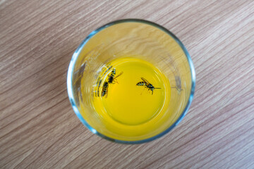 Danger from wasps that have fallen into a soft drink