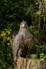 Steinadler
