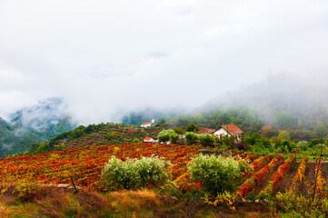 Vineyards in Douro river valley in misty morning, Portugal. Portuguese wine region. Beautiful...
