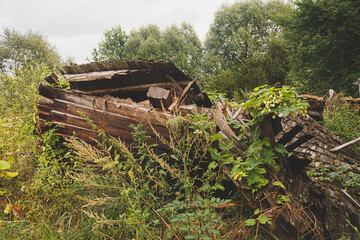 The ruins of old decayed wooden buildings, overgrown with grass, bushes and climbing plants. Remains of a former village dwelling.