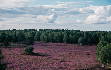 Heideblüte Wiese Ruppiner Heide 2