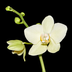 Light green orchid on a black background