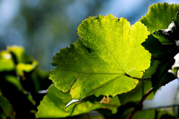 Green Grape Leaf with Light and Shadow