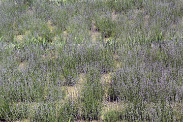 Full Lavandula angustifolia field in bloom