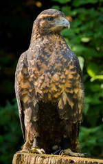 Steinadler