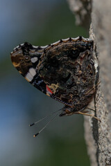 Close up of Red Admiral Butterfly
