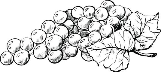 bunch of grapes, grapes with leaves, branch, grapes, contour drawing by hand black and white
