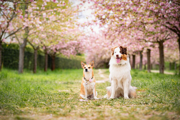 Naklejka na ściany i meble Zwei Hunde im Park mit Kirschblütenbäumen