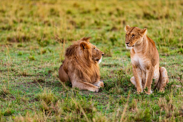 Löwe und Löwin der Savanne. Safari in der Masai Mara, in Kenia., Afrika (panthera, leo).
