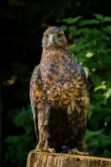 Steinadler