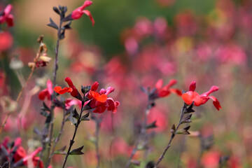 Red flowers in a garden in Barcelona
