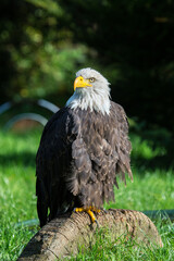 Weißkopfseeadler