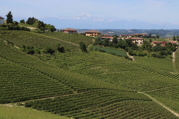 Fototapeta na wymiar Jawdropping vineyards spread over the lovely Langhe hills in Piedmont. 