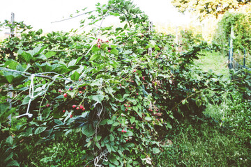 Homegrown cultivated organic plantation Blackberry berries