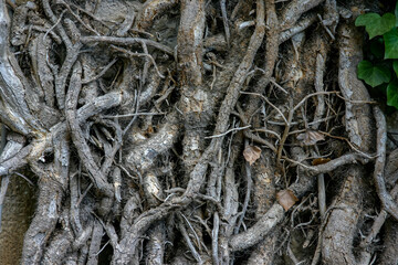 Old ivy branches and tendrils on a castle wall, Germany