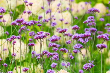 Verbena Bonariensis is a purple flower, hydrangea in the background.