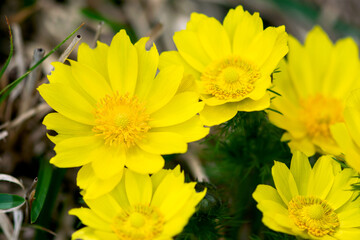 Yellow Flowers Blooming