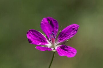 Obraz premium Flower of a marsh cranesbill, Geranium palustre