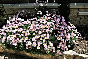 flowers in the park