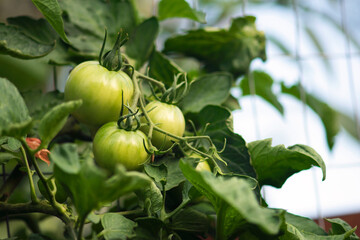 Cluster of Green Tomatoes