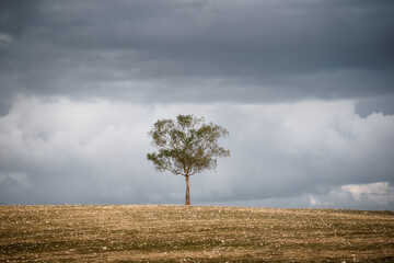 Lone tree at Alentejo Plains, Castro Verde