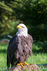 Weißkopfseeadler