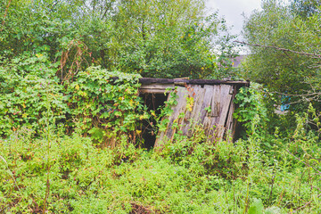 The ruins of old decayed wooden buildings, overgrown with grass, bushes and climbing plants. Remains of a former village dwelling.