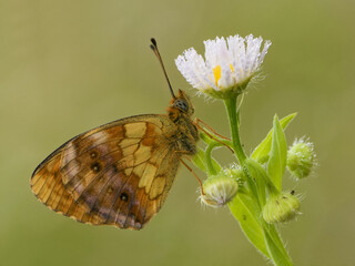 Brentis Daphne butterfly in the early morning on the forest flower in the meadow