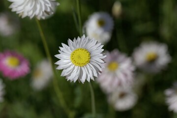 Flowers of Helipterum roseum plants