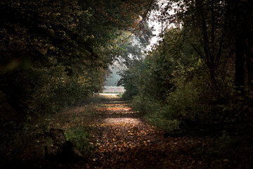Obraz premium alley in the park