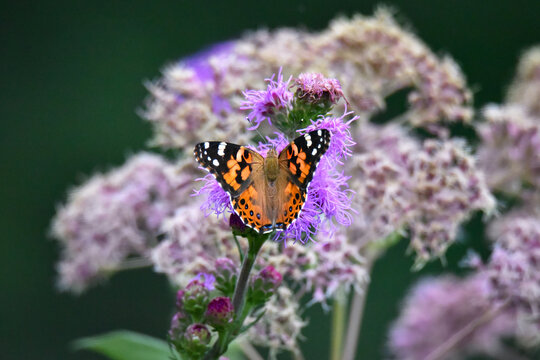 Painted Lady Butterfly on Purple Liatris Flower, Joe Pye Weed in Background, Close Up