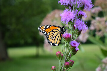 Monarch Butterfly on Purple Liatris Flower, Close Up,  Soft Focus Background
