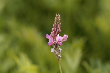 Flower of a common sainfoin, Onobrychis viciifolia