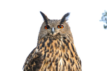 Owl in front view, attentive and inquiring, seperated on white