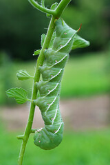 Green Tomato Hornworm Caterpillar Eating Plant, Close Up