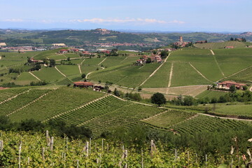 Jawdropping vineyards spread over the lovely Langhe hills in Piedmont. 