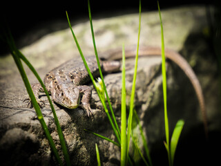 Jaszczurka na kamieniu  © Anna