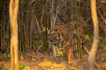 Tigress Lara coming out from bamboo forest, Tadoba Andhari Tiger Reserve, India
