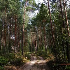 path in the forest