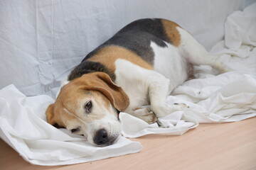 Mascota, perro, cansado y tumbado sobre sábana blanca