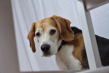 Mascota, perro, mirando a c&aacute;mara