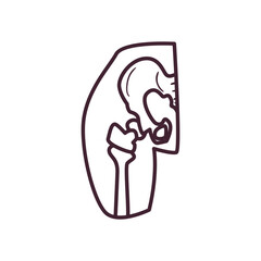 female pelvis and femur line style icon vector design