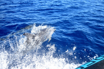 A common dolphin right beside the boat. Whale watching, Madeira, Portugal.