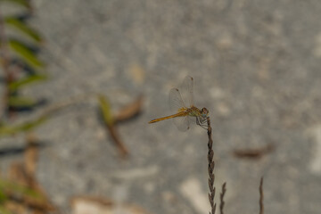 A large dragonfly on top of a plant on the Black sea coast in Gelendzhik.