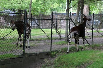 Okapi on the green grass.
