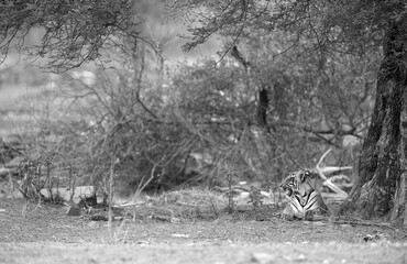 Tigress Choti Tara cub resting under a tree, Tadoba Andhari Tiger Reserve, India