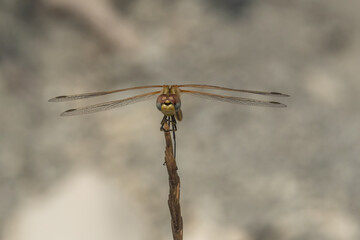 A large dragonfly on top of a plant on the Black sea coast in Gelendzhik.