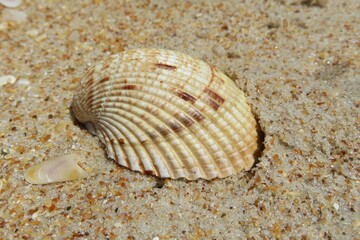 Beautiful beige seashell on the beach in Atlantic coast of North Florida, closeup